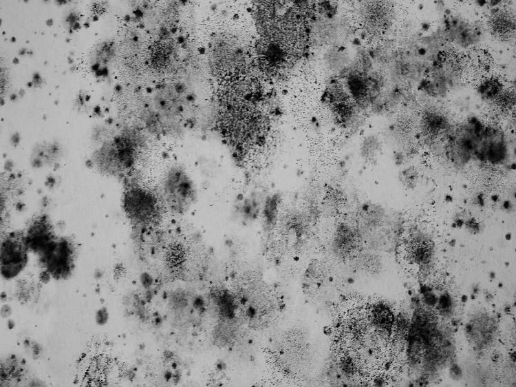 Close-up view of moldy spots on light-colored concrete driveway